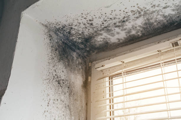 Affordable Mold Inspection And Testing solutions in Moonachie, NJ